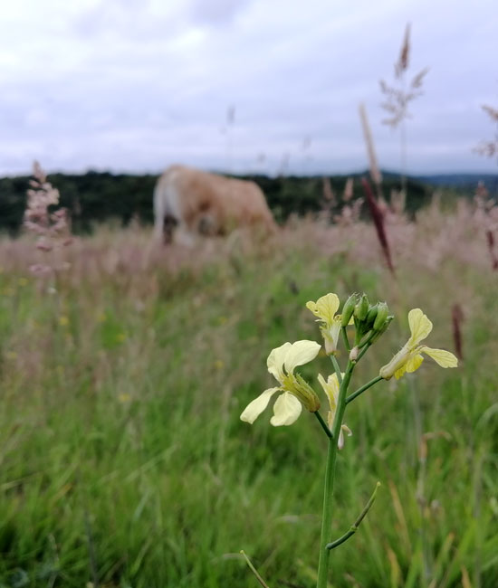 29 – Ferme sanidine Aubrac – Éleveur